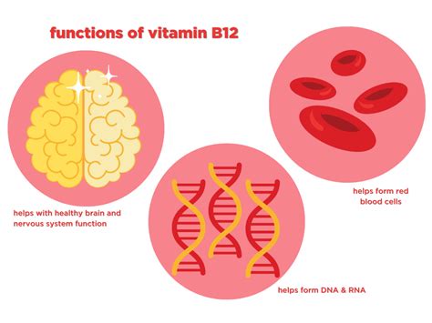 Unlocking the Source: Where Does B12 Come From Naturally?