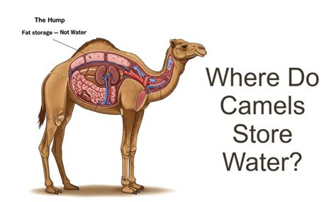 where does camel store water