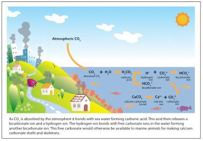 where does carbonic acid come from