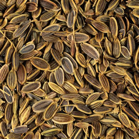 Where Does Dill Seed Come From