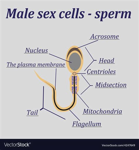 where does male sperm originate