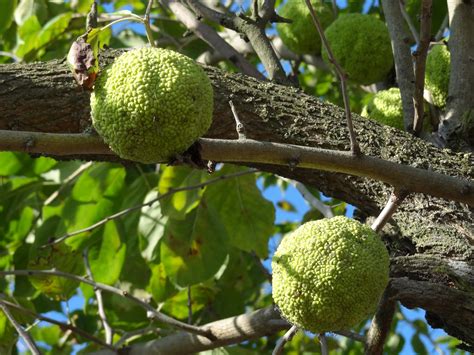 Where Does Osage Orange Trees Grow