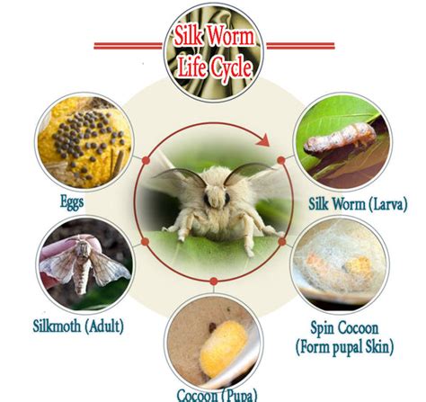 Where Does Pure Silk Come From