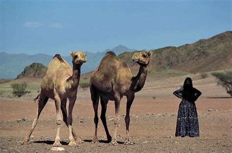 where does saudi arabia import camels from