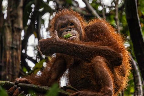 where does the bornean orangutan live