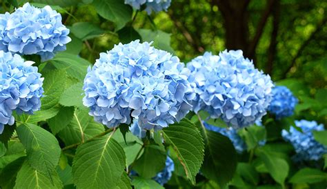 Where Does The Hydrangea Flower Come From