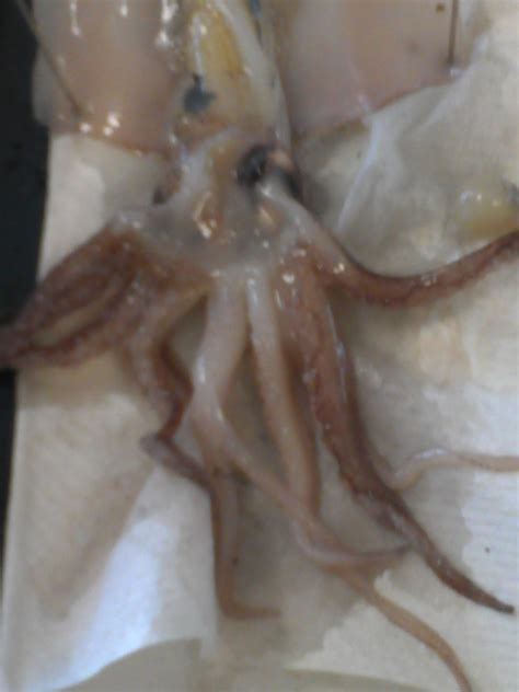 where does waste exit the squid