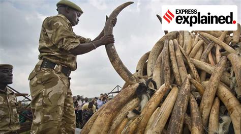 Where Else Does Ivory Come From