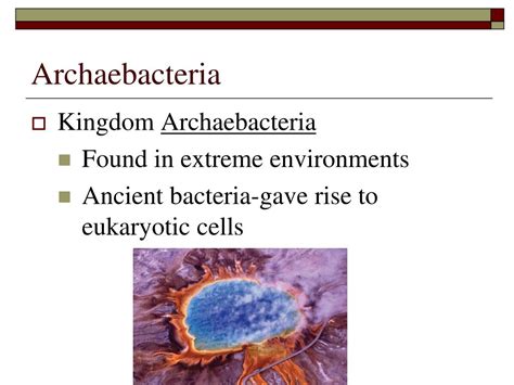 Where Is Archaebacteria Found
