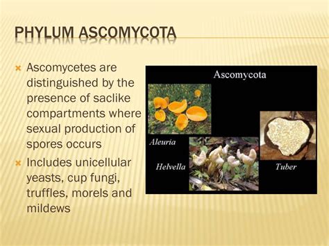 Where Is Ascomycota Found