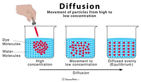 where is diffusion the most important at