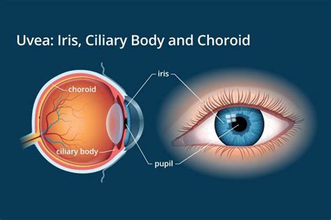 where is iris located in human eye write its function