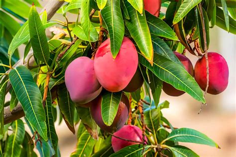 Where Is Mango Grown