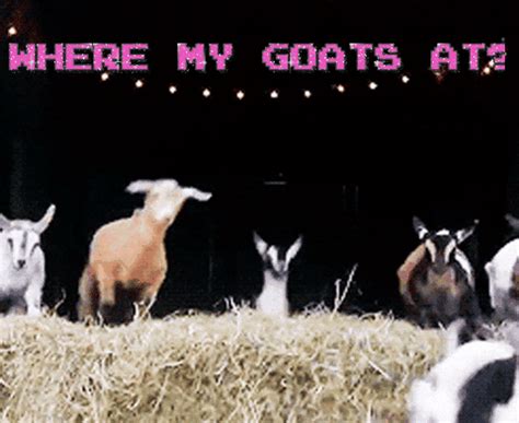 where is my goat