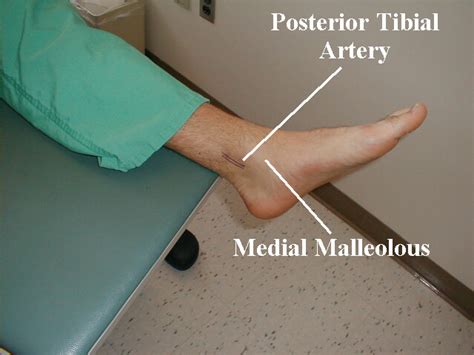 where is posterior tibial pulse located