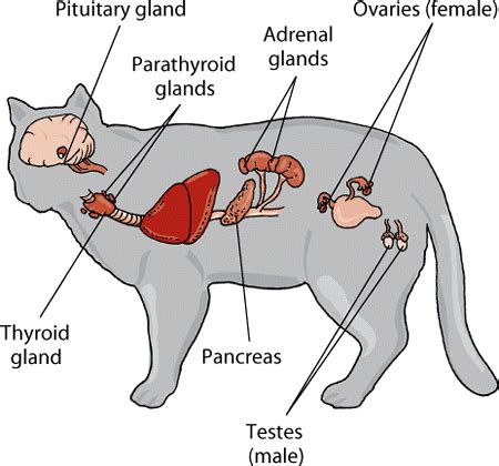 where is the adrenal gland in a cat