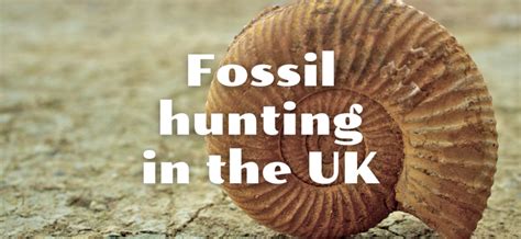 Where Is The Best Place To Find Fossils In The Uk