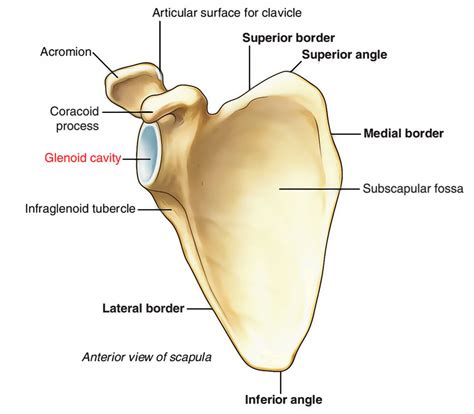 where is the glenoid cavity located