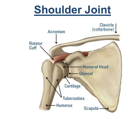 where is the glenoid in the shoulder