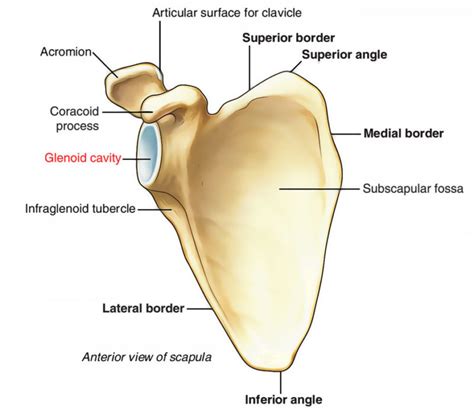 where is the glenoid process
