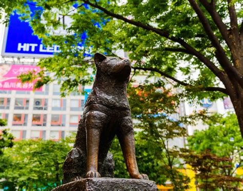 where is the hachiko statue in japan