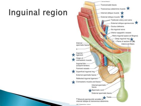 where is the inguinal region