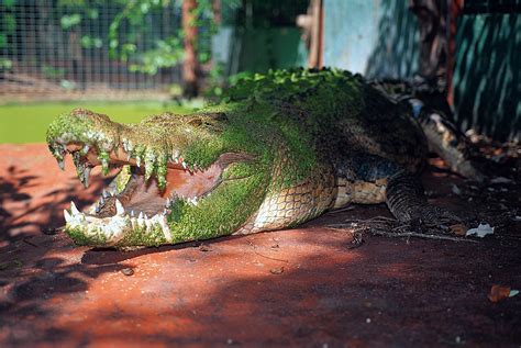 Where Is The Largest Crocodile In Captivity