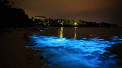 where is the luminous lagoon in jamaica