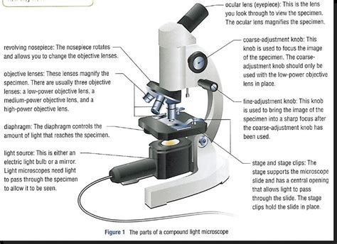 Where Is The Object Placed On The Microscope