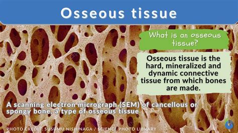 where is the osseous tissue located