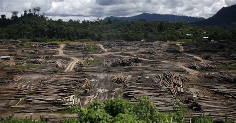 where is the rapid deforestation in malaysia