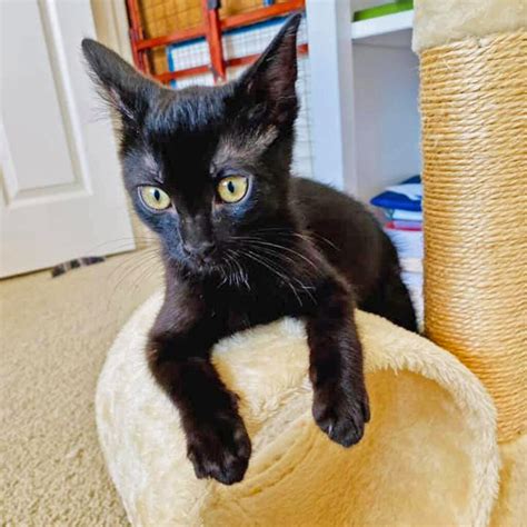 Where To Adopt A Kitten In San Diego