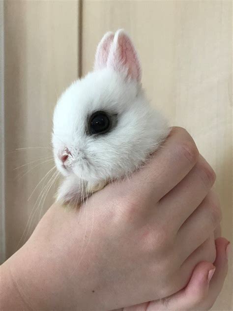 where to buy a baby rabbit