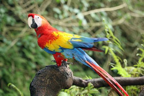 where to buy a macaw parrot