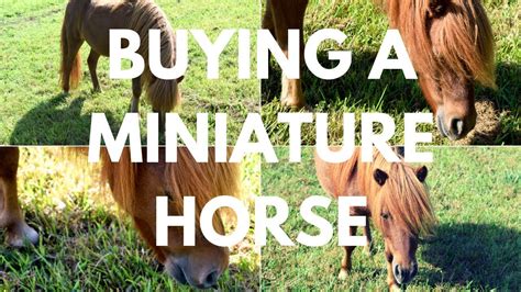 where to buy a mini horse