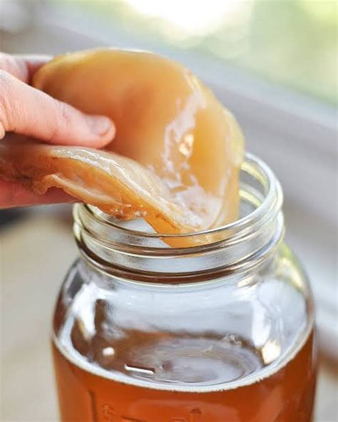 where to buy a scoby for kombucha