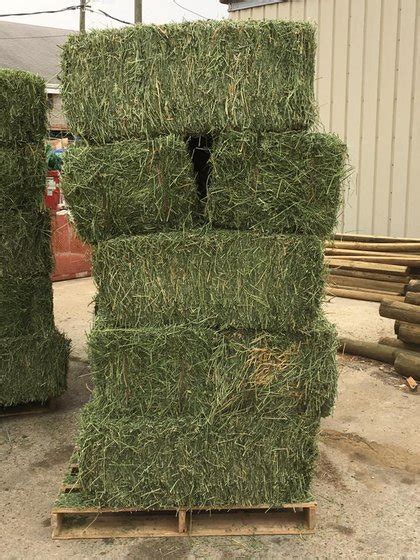 where to buy alfalfa hay