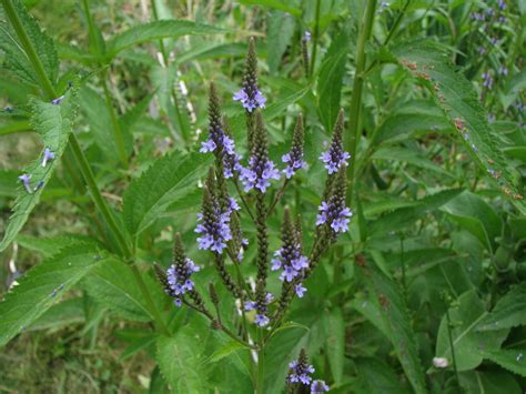 where to buy blue vervain