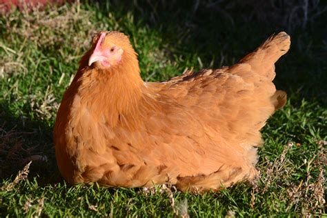 where to buy buff orpington chickens