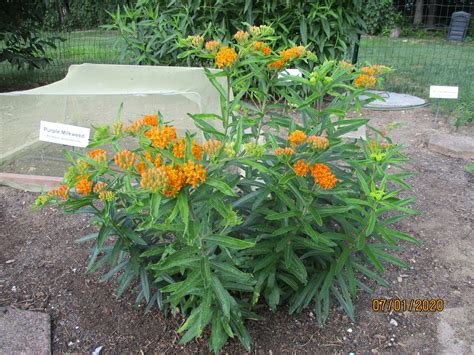 where to buy butterfly weed