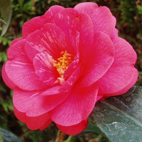 where to buy camellia plants near me