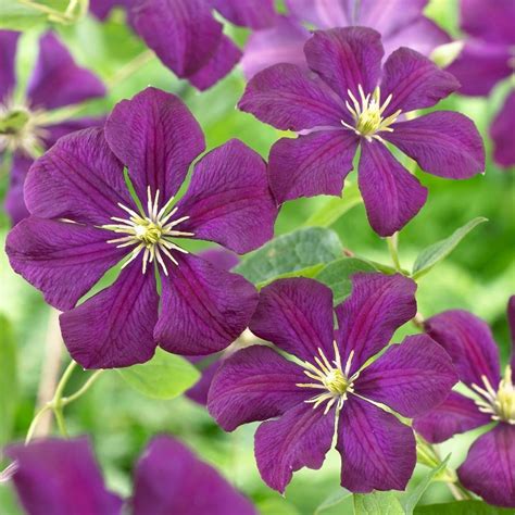 where to buy clematis