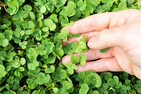 where to buy clover to plant