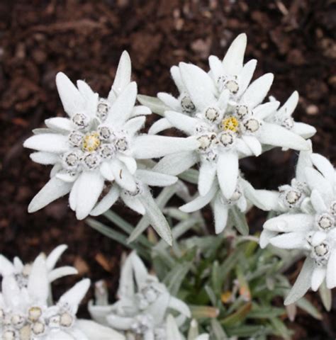 where to buy edelweiss