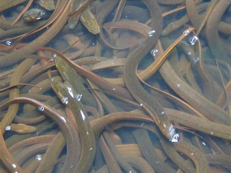 where to buy eels near me live
