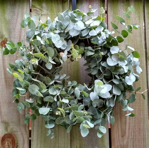 where to buy eucalyptus wreaths