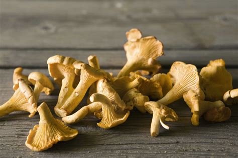 where to buy fresh chanterelle mushrooms