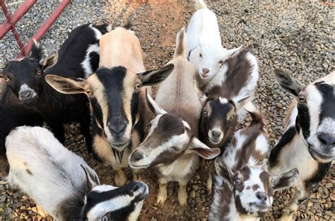 where to buy goats near me