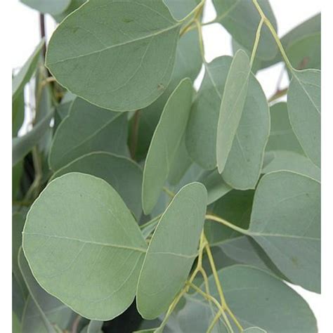 where to buy live eucalyptus plant