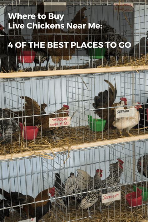 where to buy live roosters near me